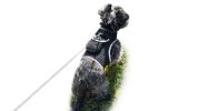 Pet Tracker Pet Finder Best GPS Dog Tracker w/ Android iPhone Application Size:L