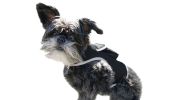 Collar Mount Dog Cat Locator Mini Portable GSM GPS Pet Tracking Device Size:L