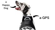 Portable GSM GPS Puppy Tracking Collar Waterproof Rechargeable Tracker Size:XS